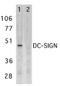 Antibody product image
